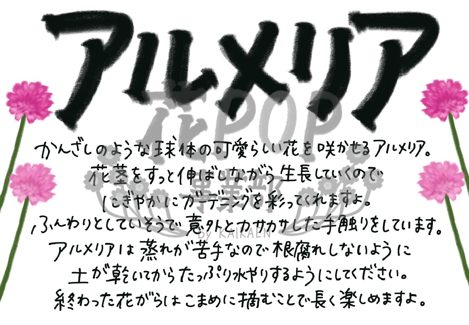 アルメリア 花pop事業部