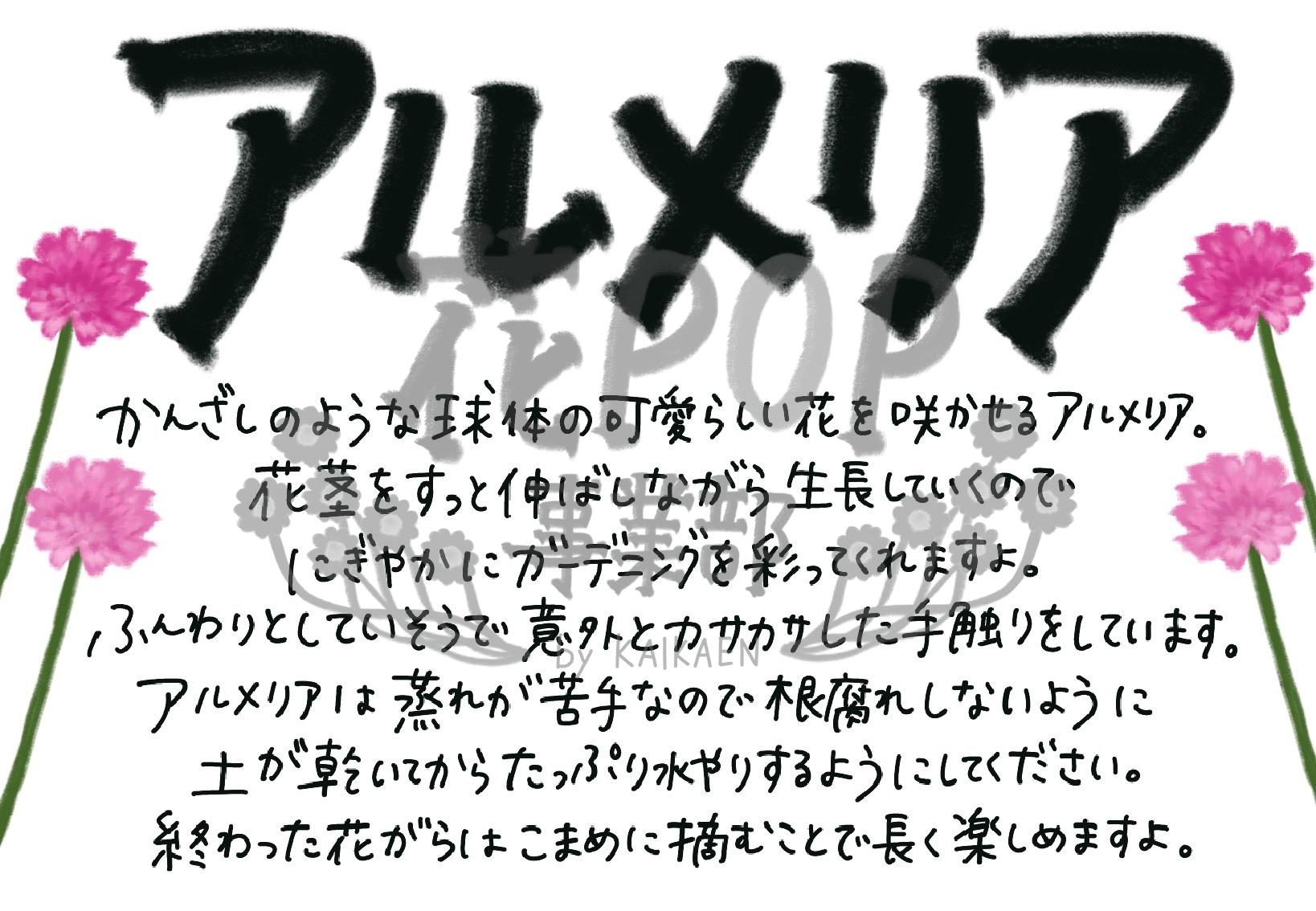 アルメリア 花pop事業部 アルメリア 花pop事業部