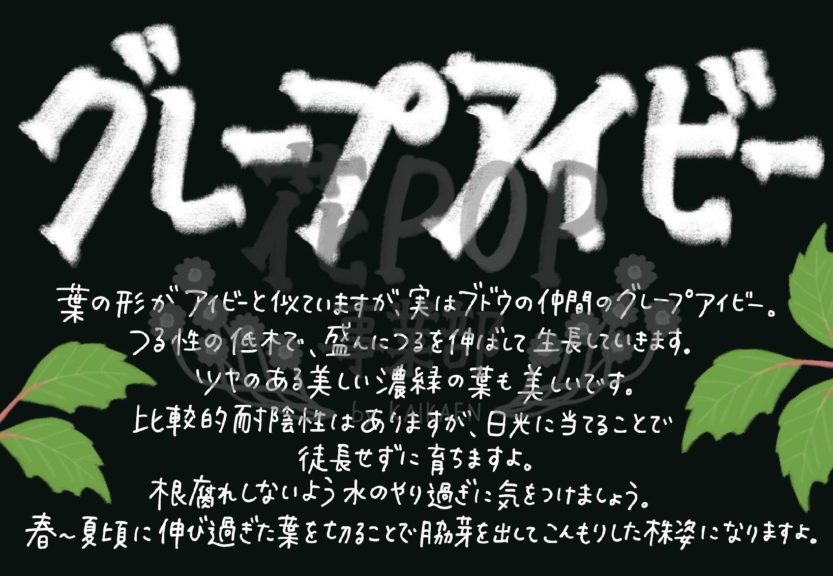 グレープアイビー 花pop事業部 グレープアイビー 花pop事業部