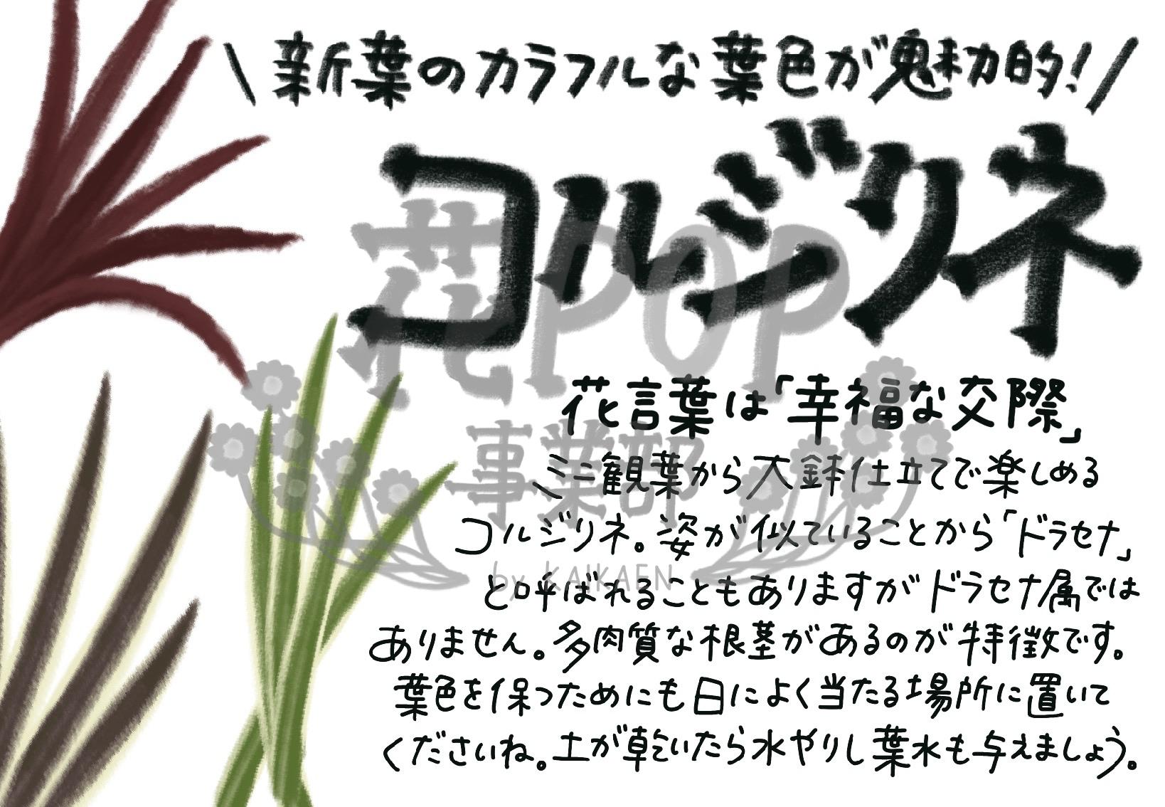 コルジリネ