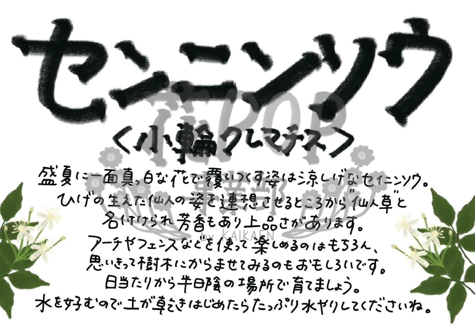 センニンソウ