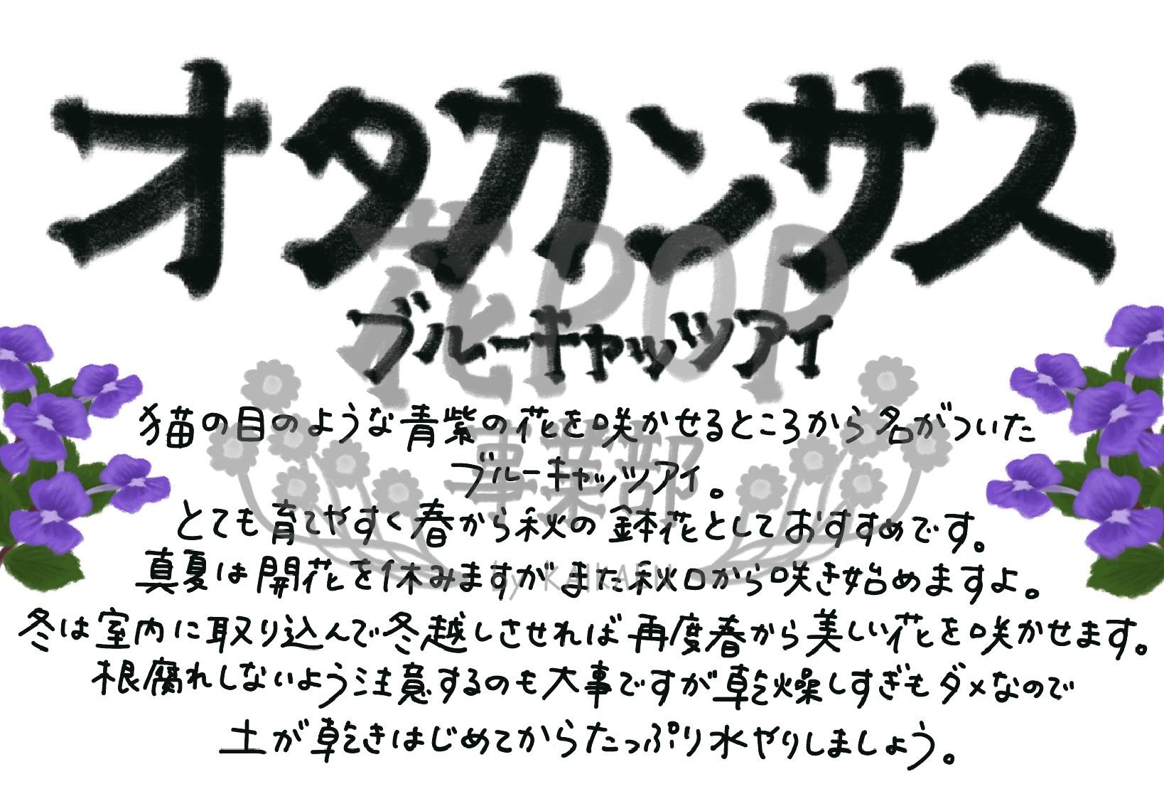オタカンサス