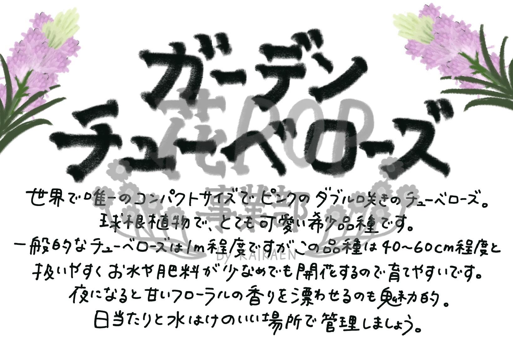 ガーデンチューベローズ