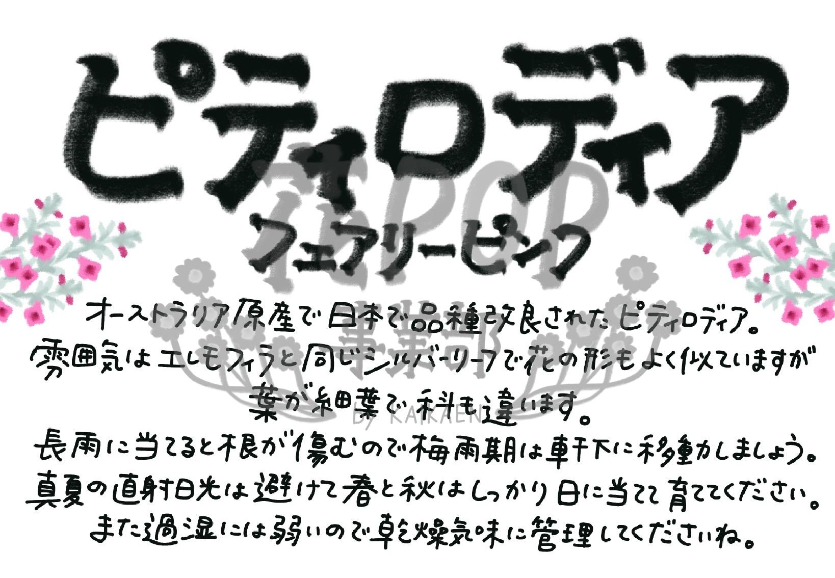 ピティロディア