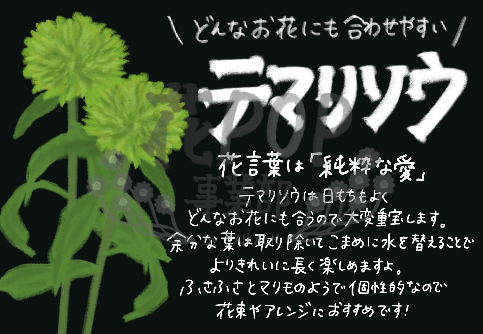 テマリソウ 花pop事業部 テマリソウ 花pop事業部