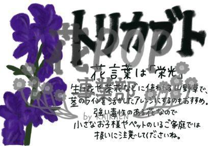 トリカブト 花pop事業部 トリカブト 花pop事業部