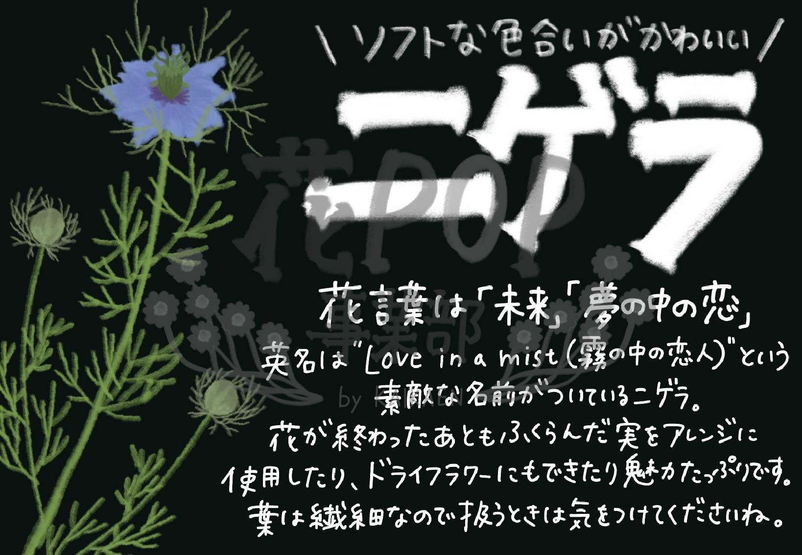 ニゲラ 花pop事業部 ニゲラ 花pop事業部