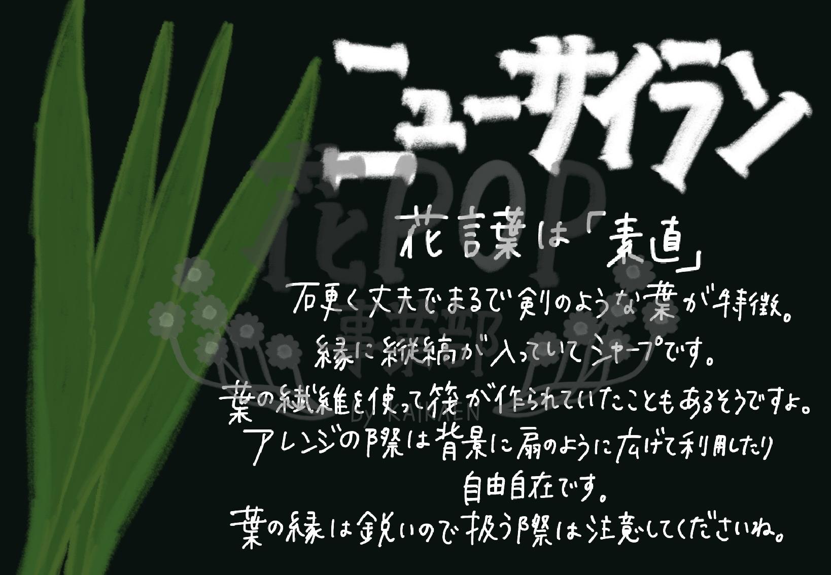 ニューサイラン 花pop事業部 ニューサイラン 花pop事業部