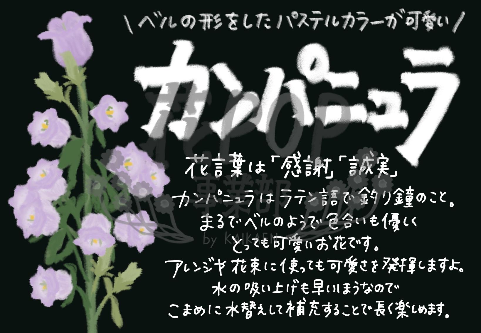 カンパニュラ 花pop事業部 カンパニュラ 花pop事業部