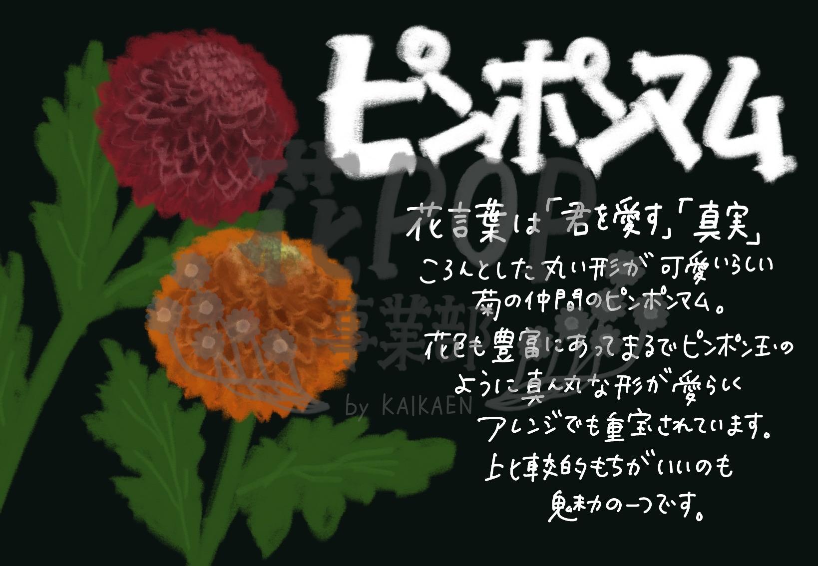 ピンポンマム 花pop事業部 ピンポンマム 花pop事業部