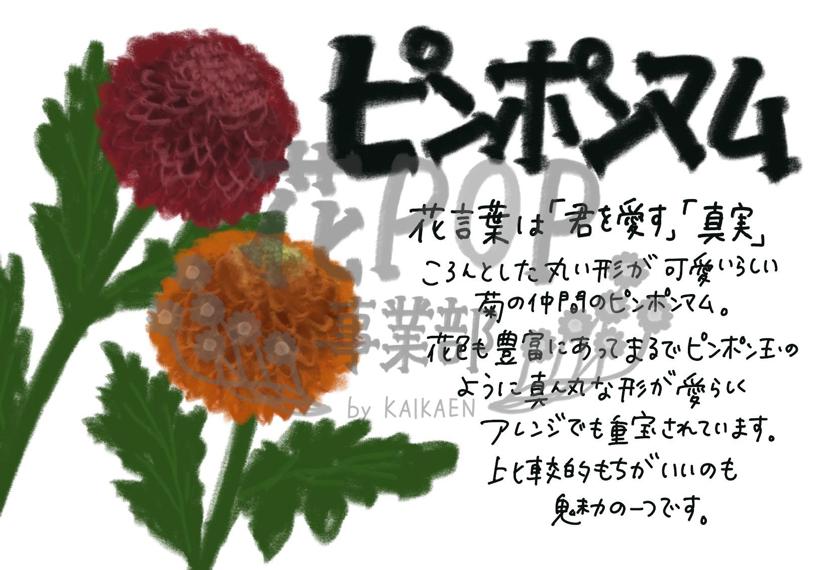 ピンポンマム 花pop事業部 ピンポンマム 花pop事業部