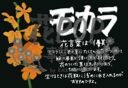 モカラ 花pop事業部 モカラ 花pop事業部