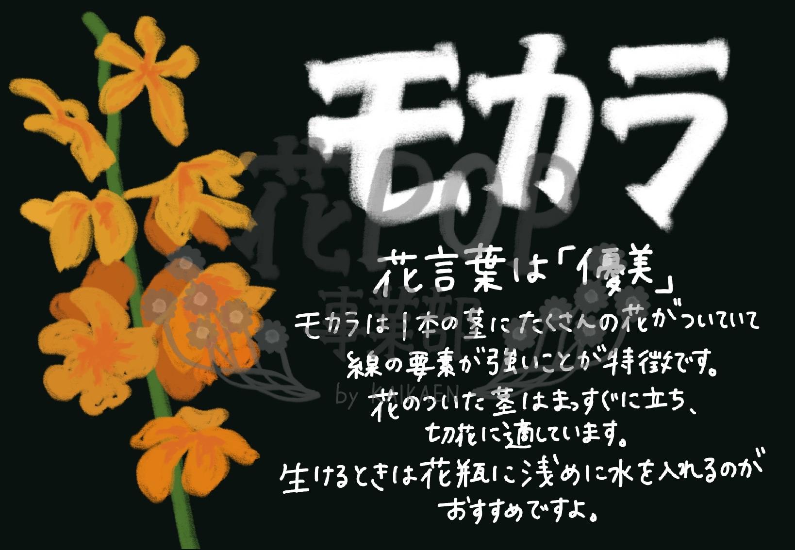 モカラ 花pop事業部