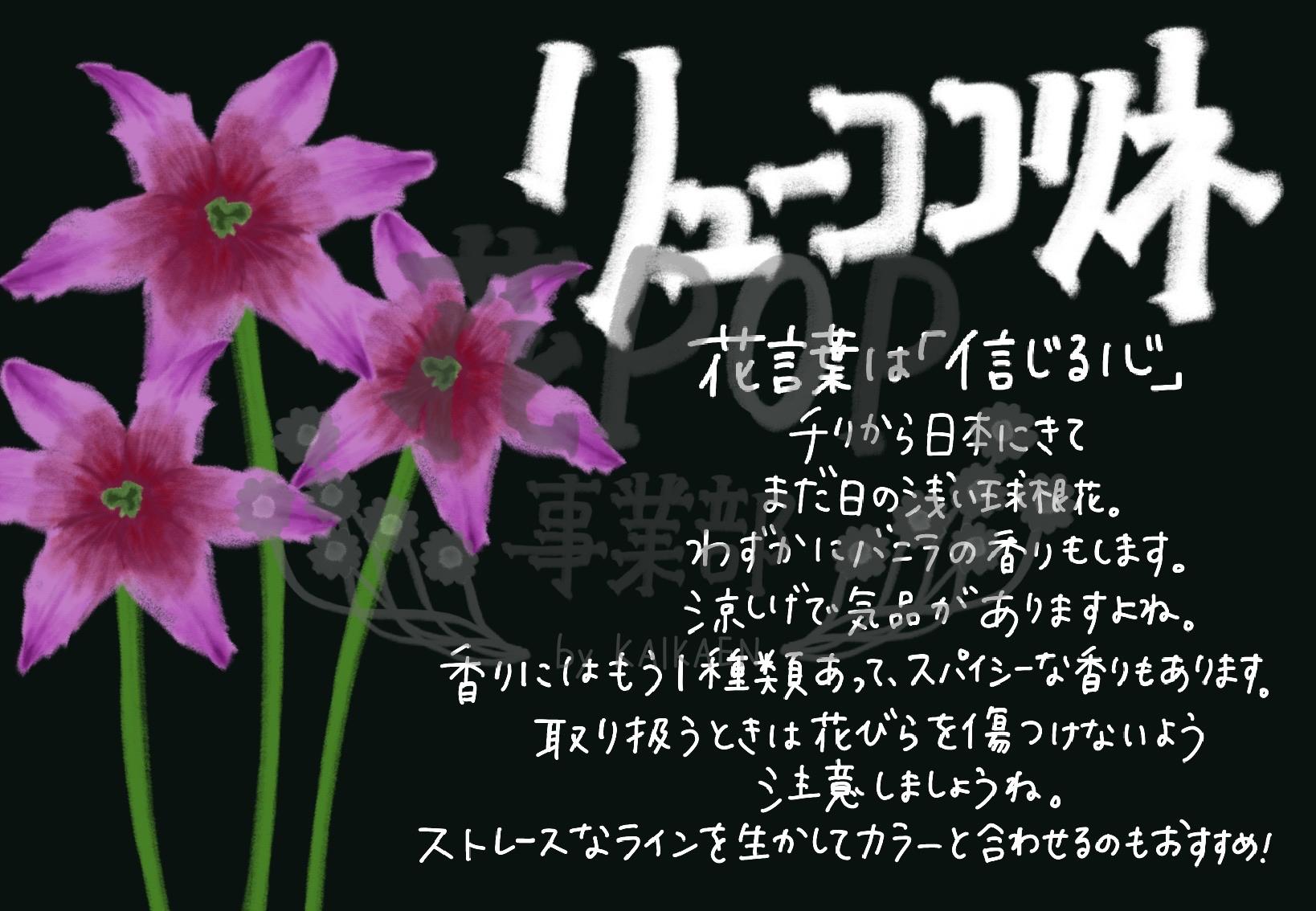 リューココリネ 花pop事業部