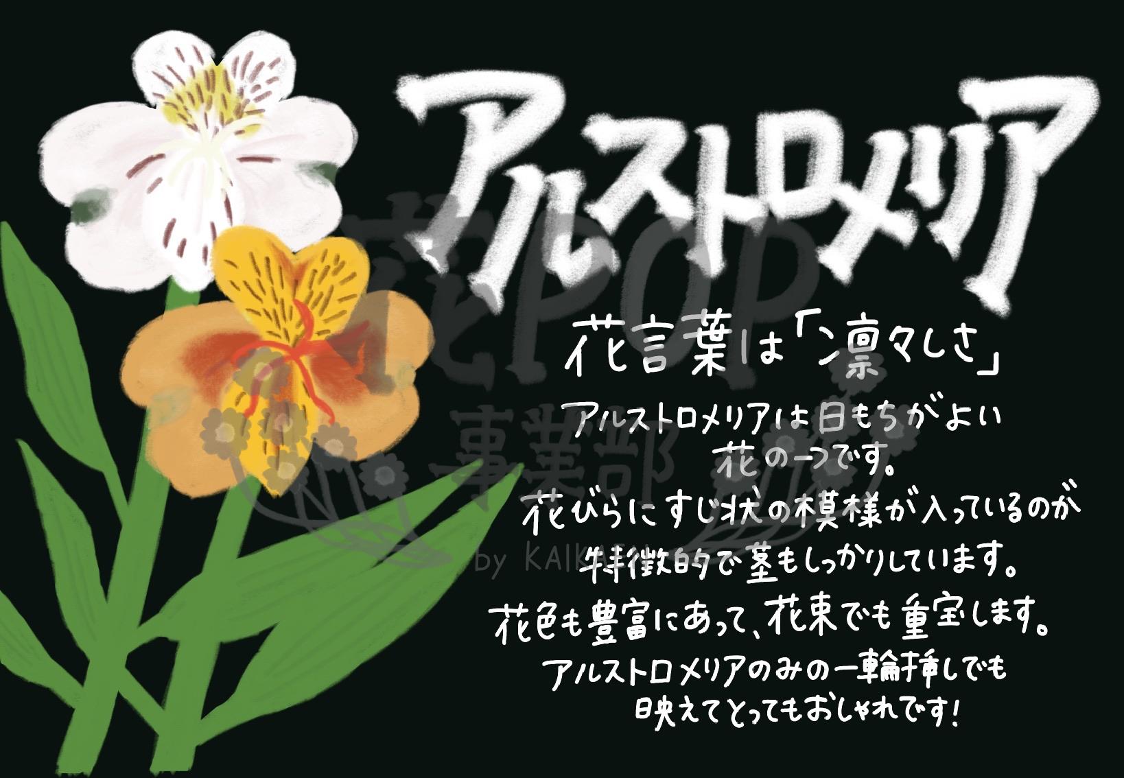 アルストロメリア 花pop事業部 アルストロメリア 花pop事業部