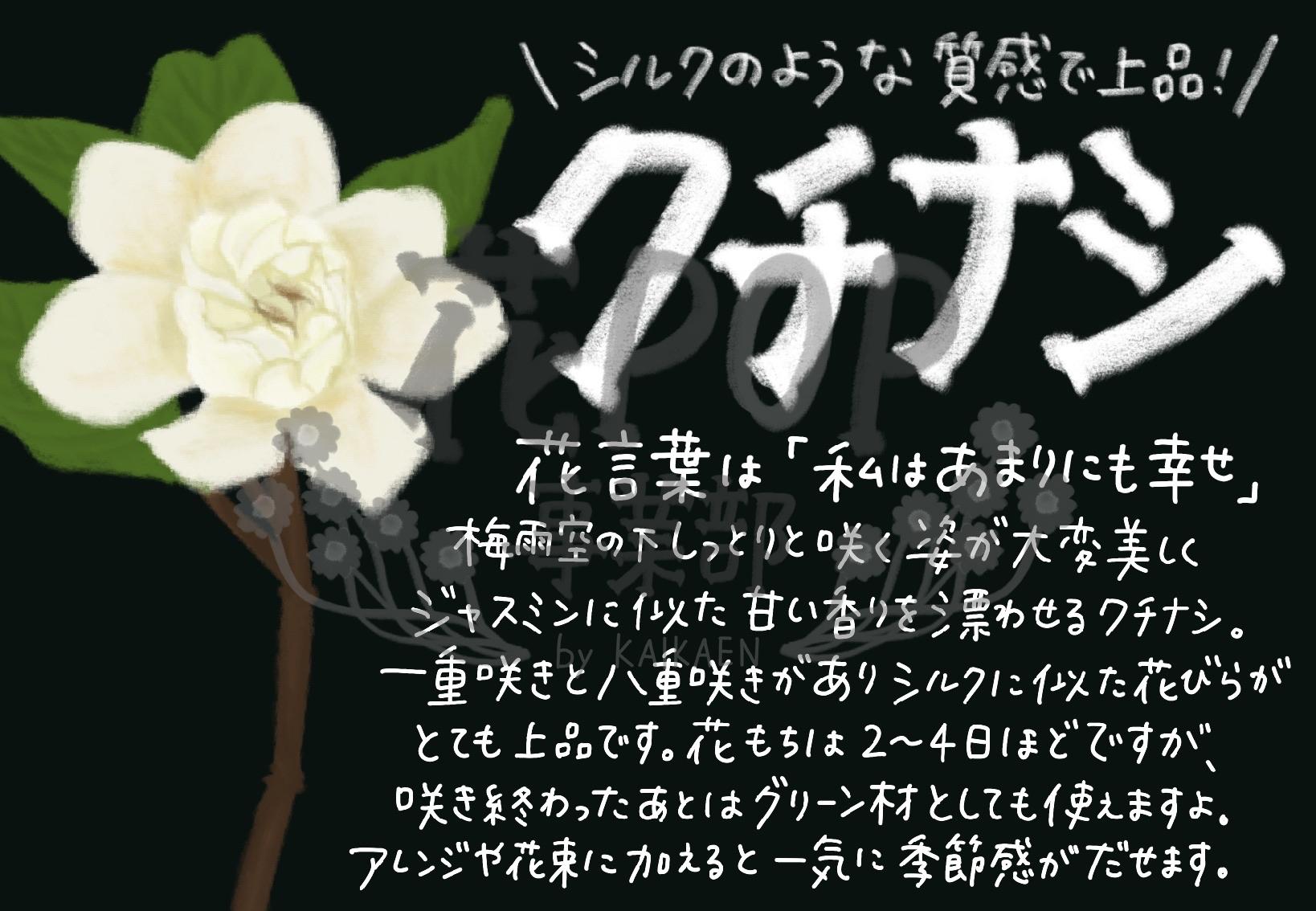 クチナシ 花pop事業部 クチナシ 花pop事業部