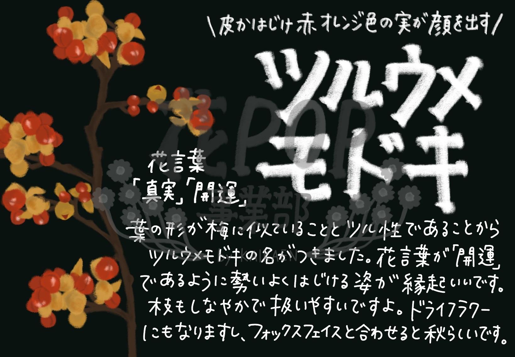 ツルウメモドキ 花pop事業部 ツルウメモドキ 花pop事業部