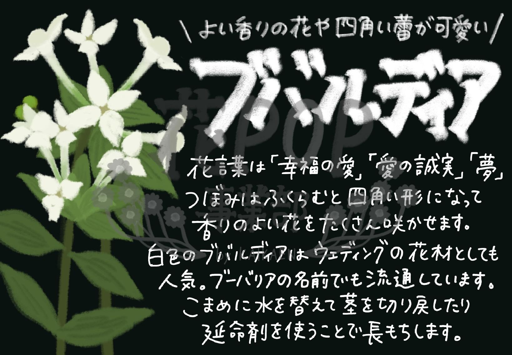 ブバルディア 花pop事業部 ブバルディア 花pop事業部