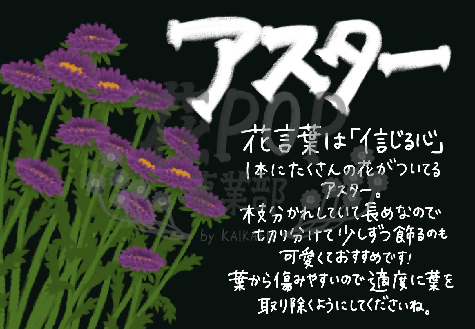 アスター 花pop事業部 アスター 花pop事業部