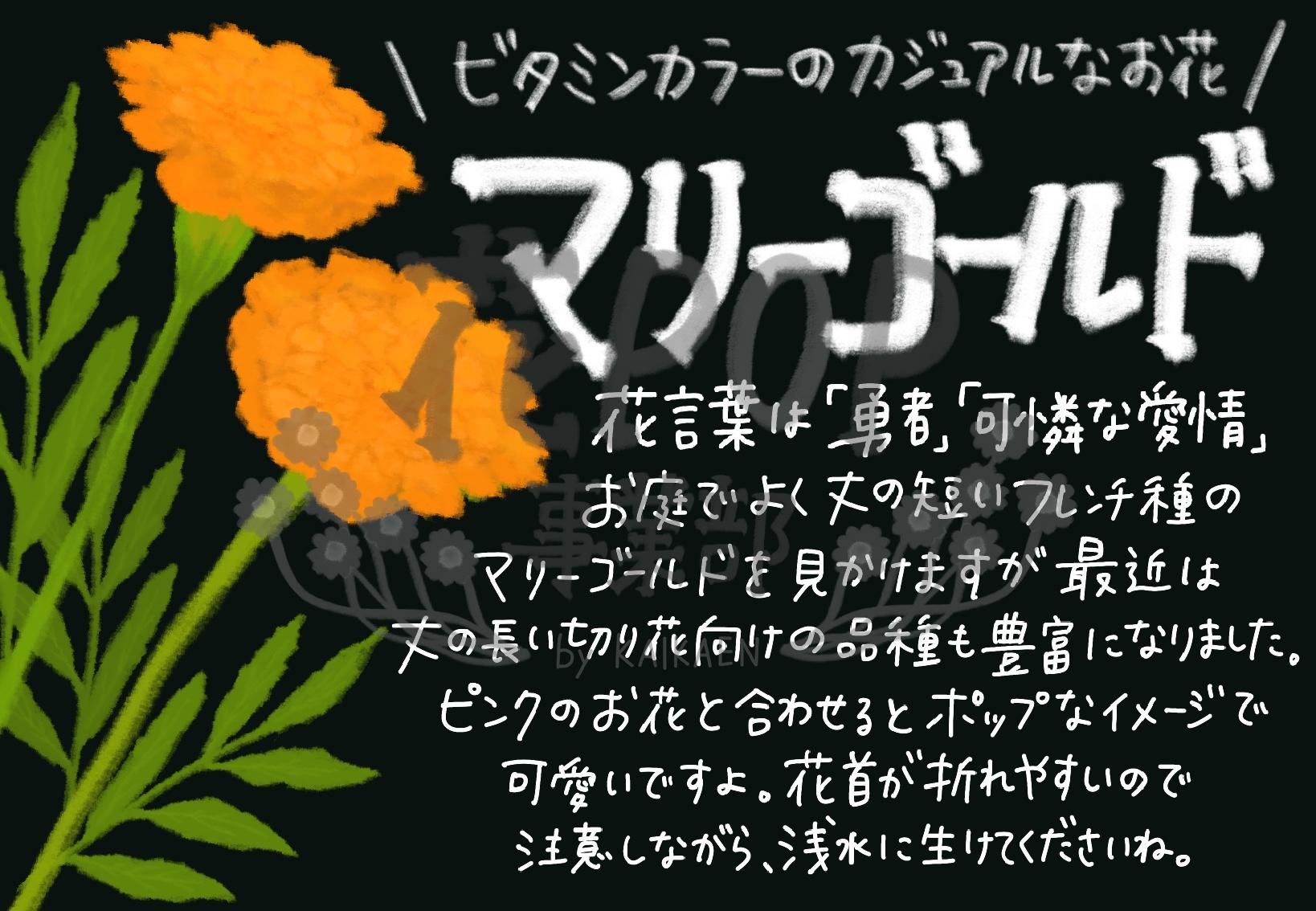 マリーゴールド 花pop事業部 マリーゴールド 花pop事業部