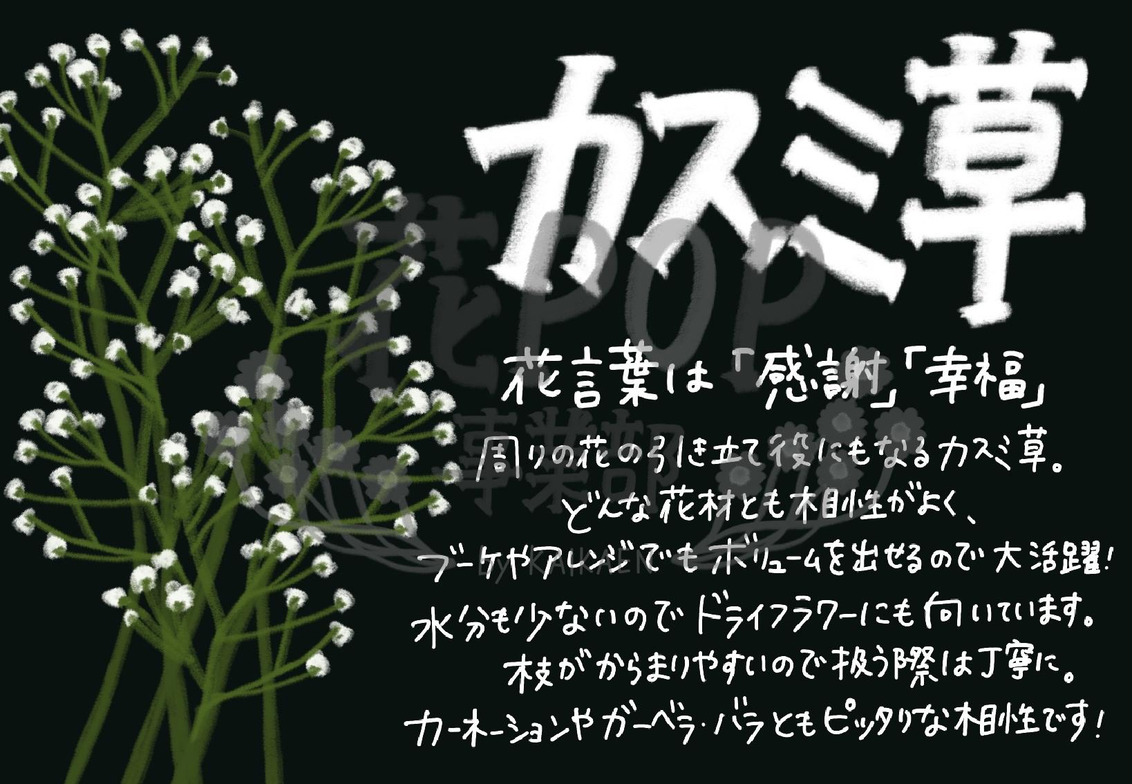 カスミ草 花pop事業部 カスミ草 花pop事業部