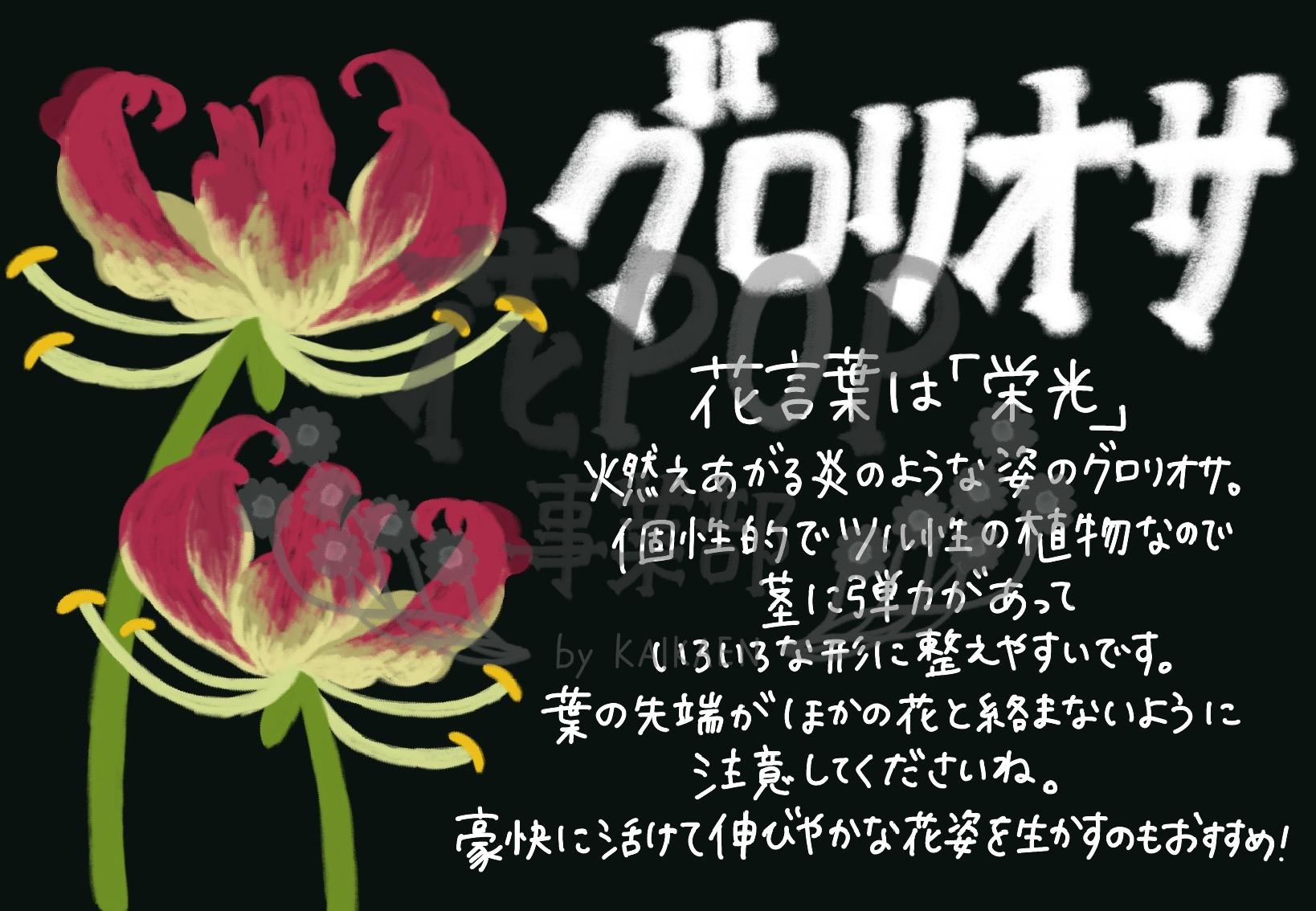 グロリオサ 花pop事業部 グロリオサ 花pop事業部