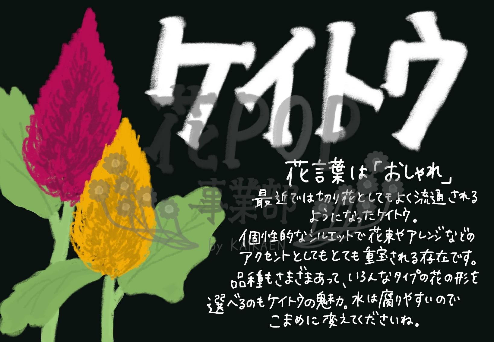ケイトウ 花pop事業部 ケイトウ 花pop事業部