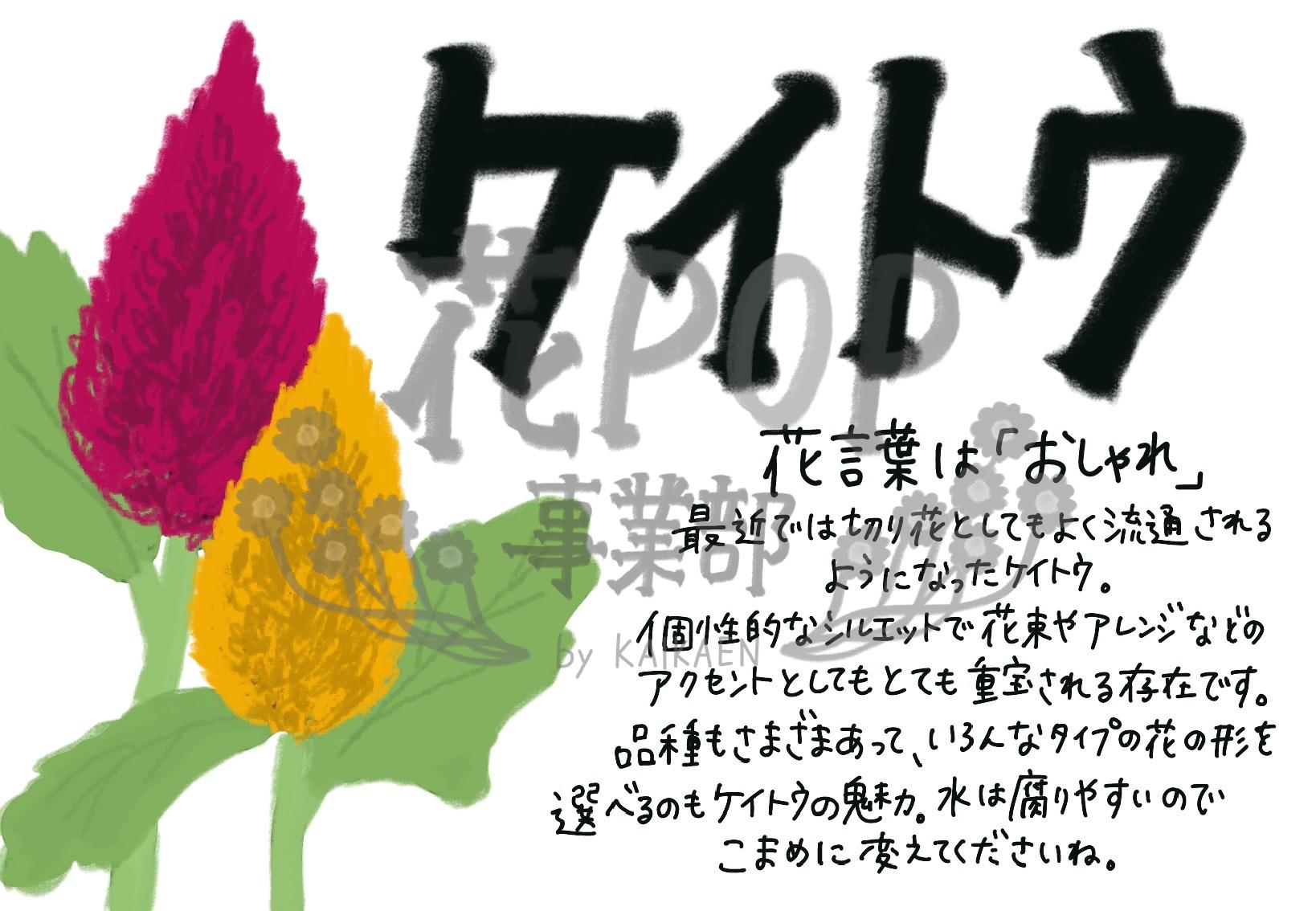 ケイトウ 花pop事業部 ケイトウ 花pop事業部