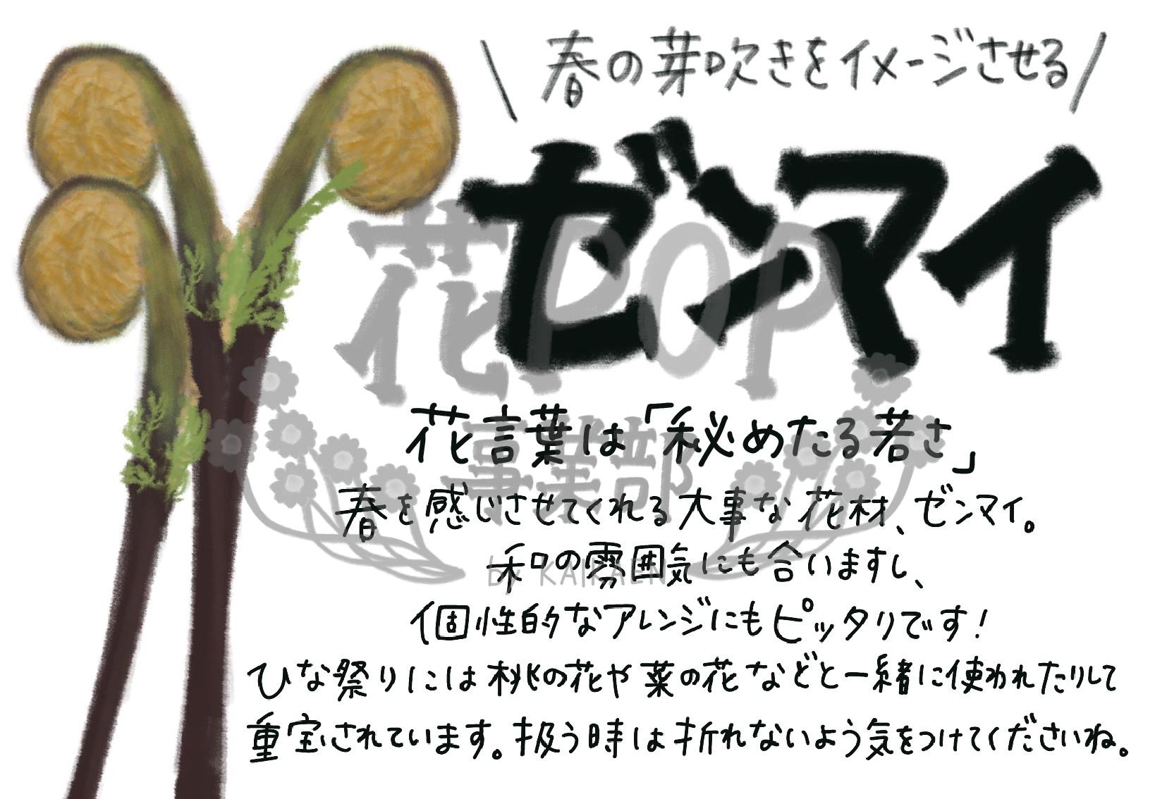 ゼンマイ 花pop事業部 ゼンマイ 花pop事業部
