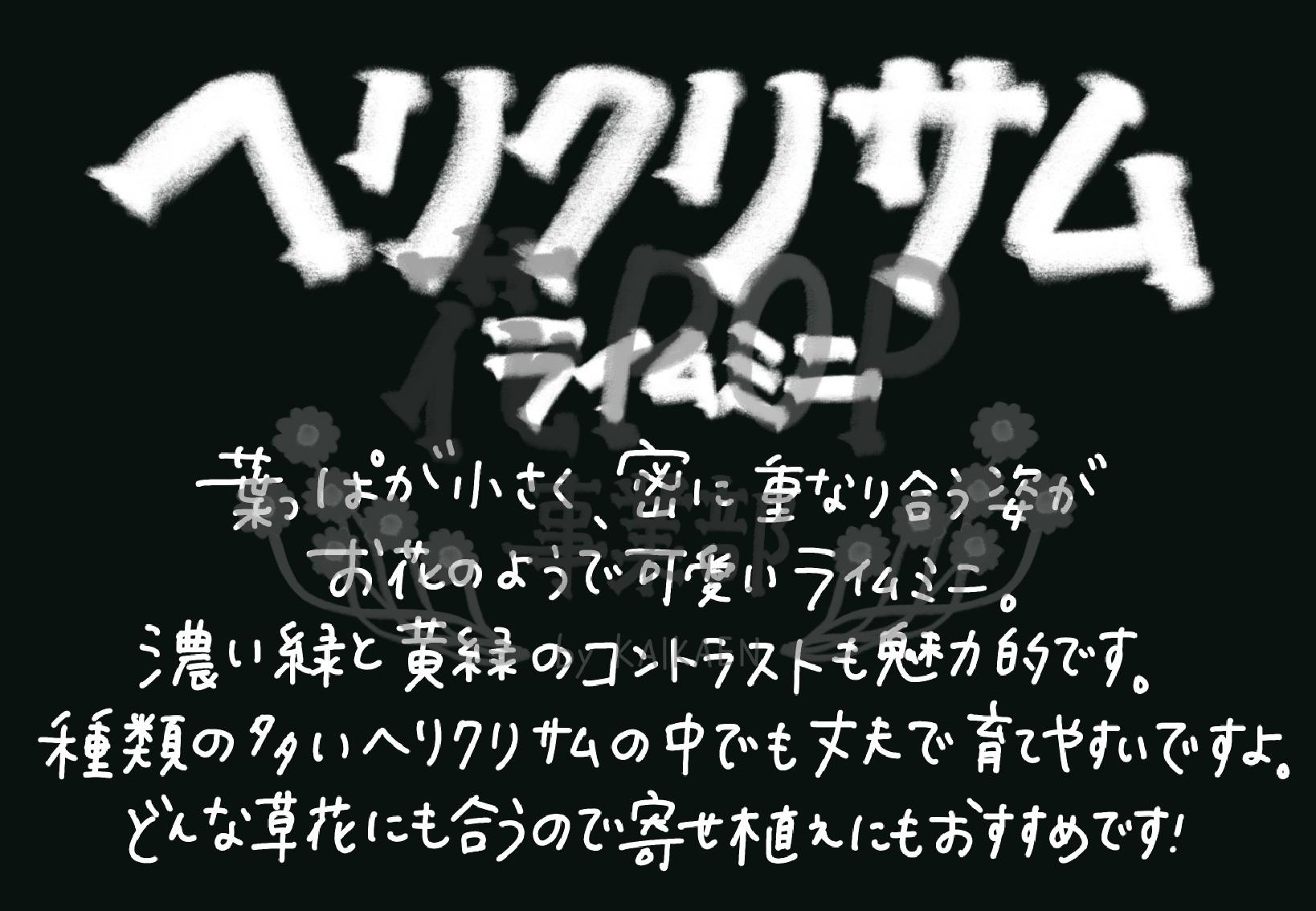 ヘリクリサム ライムミニ 花pop事業部