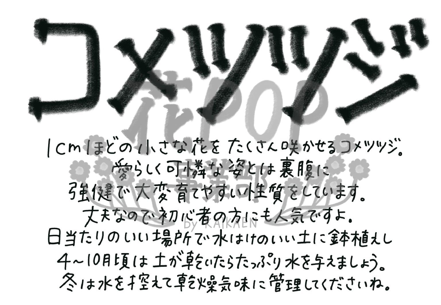 コメツツジ | 花POP事業部
