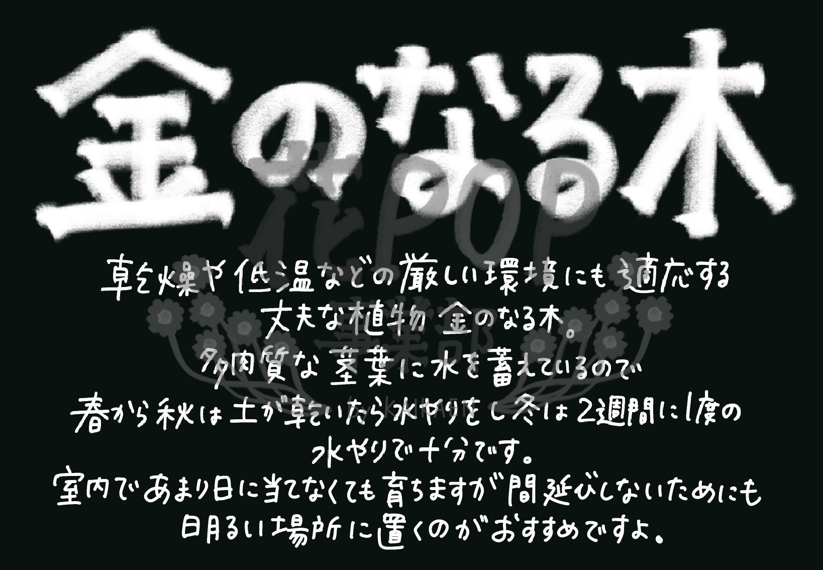 金のなる木 花pop事業部 金のなる木 花pop事業部
