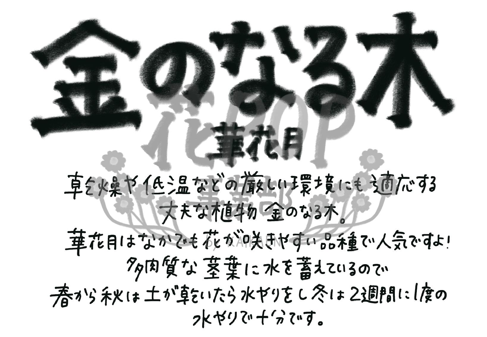 花pop事業部