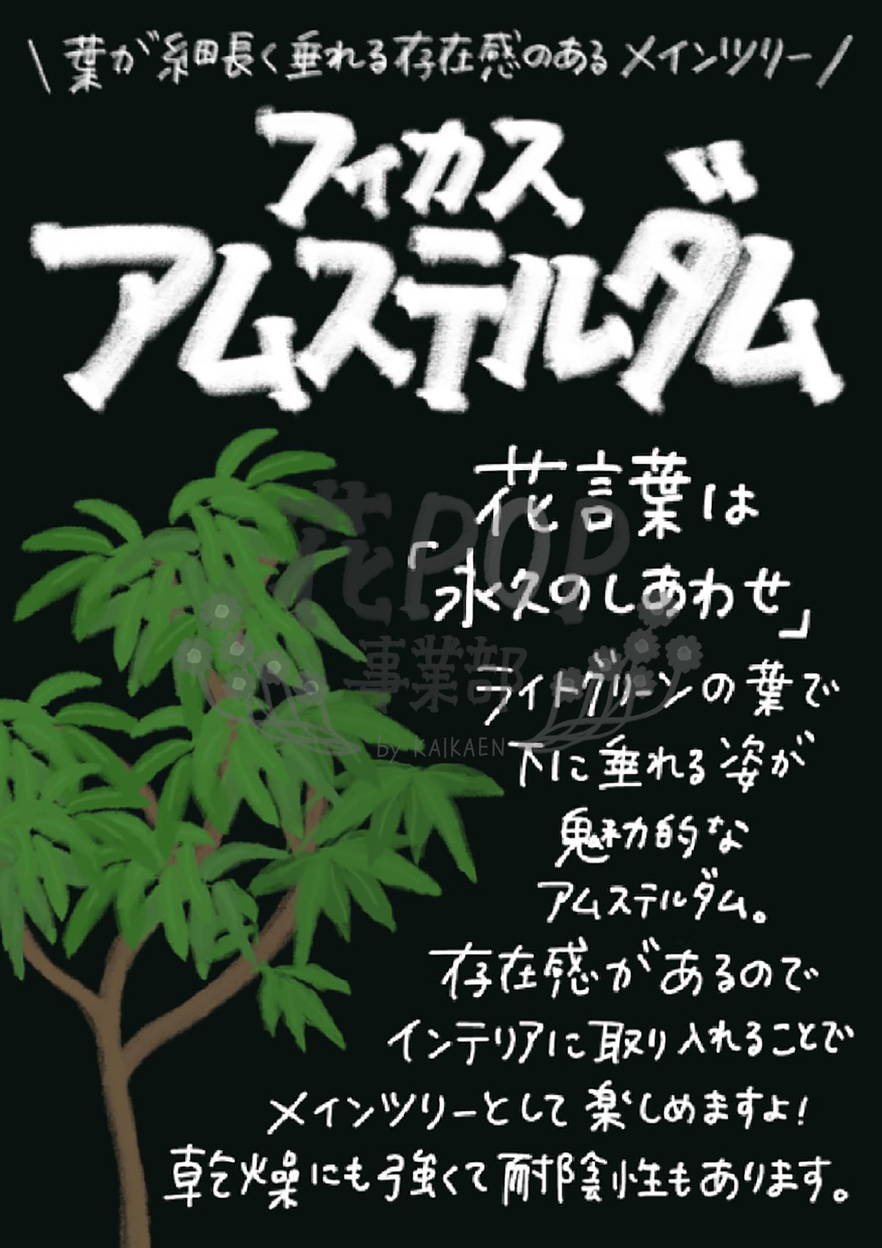 フィカス アムステルダム 花pop事業部 フィカス アムステルダム 花pop事業部