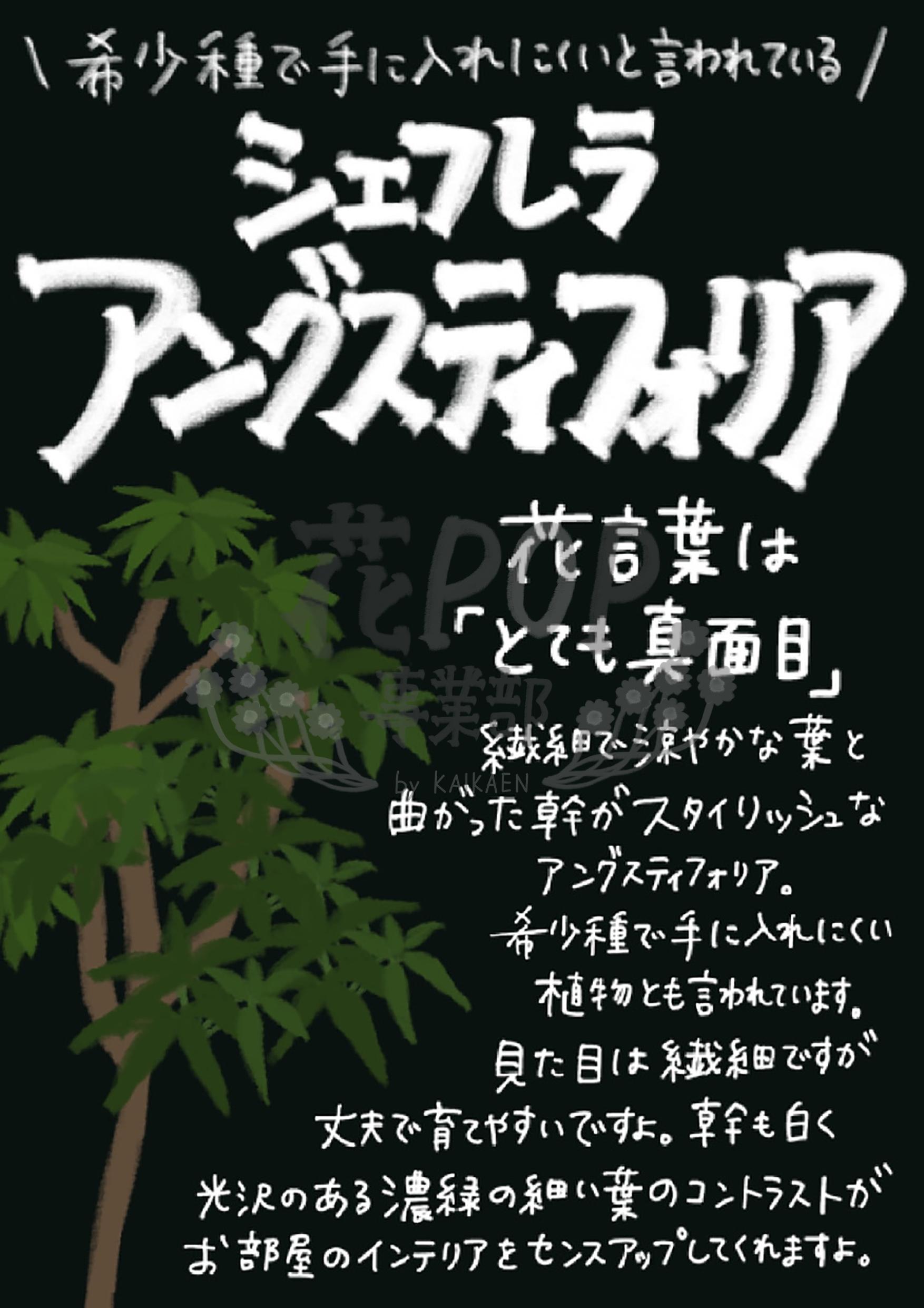 シェフレラ アングスティフォリア 花pop事業部 シェフレラ アングスティフォリア 花pop事業部
