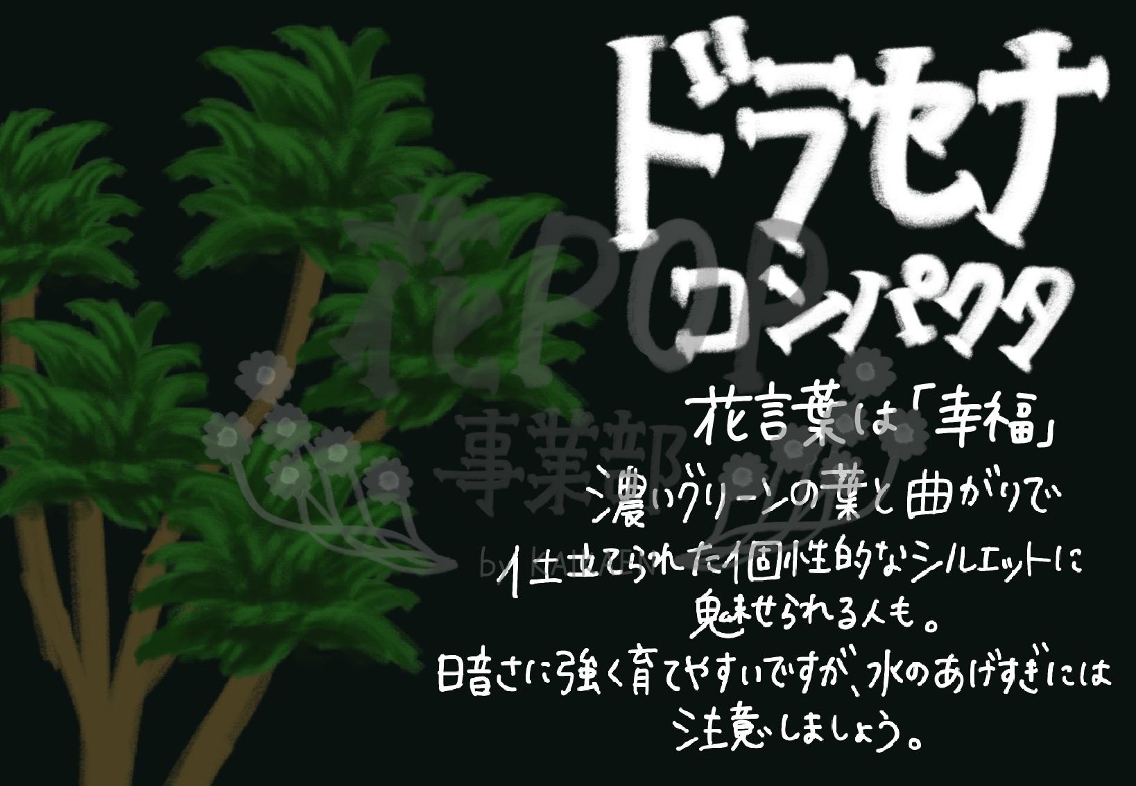 ドラセナ コンパクタ 花pop事業部 ドラセナ コンパクタ 花pop事業部
