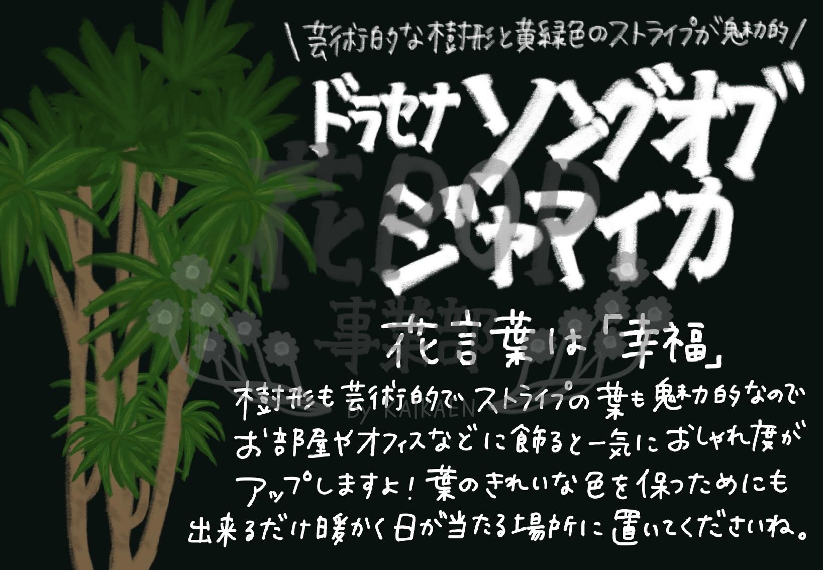 ドラセナ ソングオブジャマイカ 花pop事業部 ドラセナ ソングオブジャマイカ 花pop事業部
