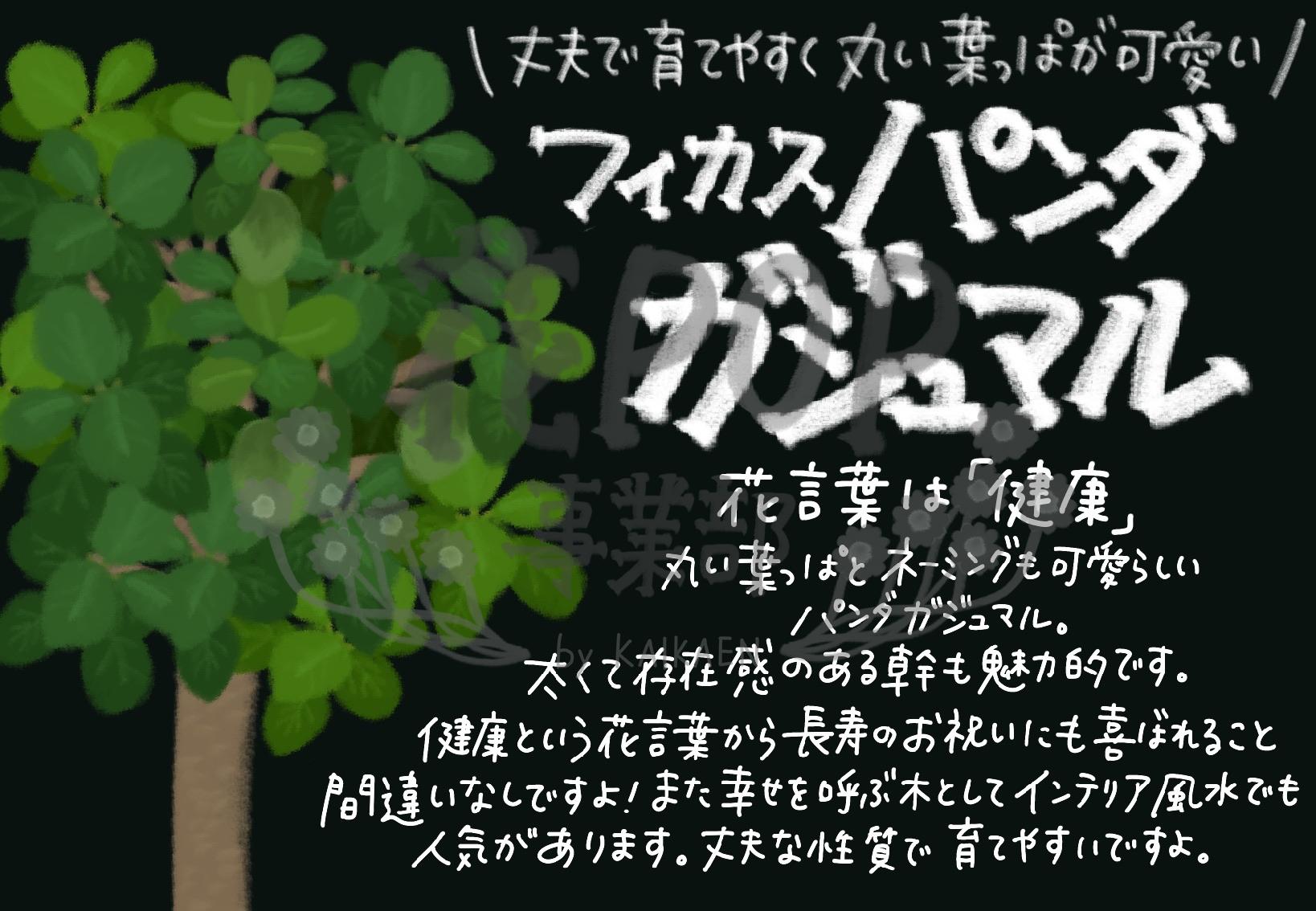 フィカス パンダガジュマル 花pop事業部 フィカス パンダガジュマル 花pop事業部