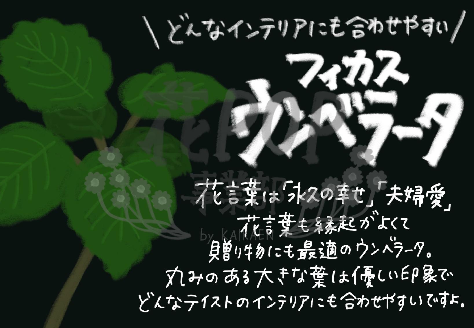 フィカス ウンベラータ 花pop事業部 フィカス ウンベラータ 花pop事業部