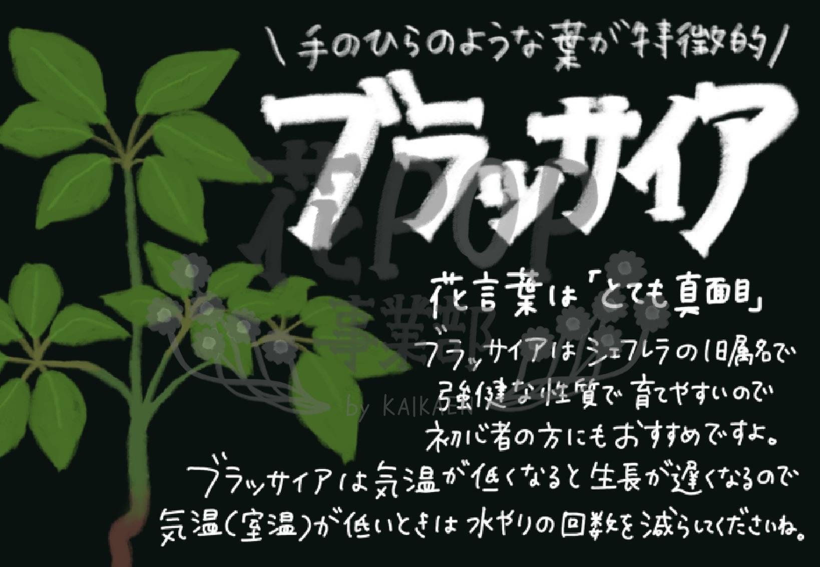 ブラッサイア 花pop事業部 ブラッサイア 花pop事業部