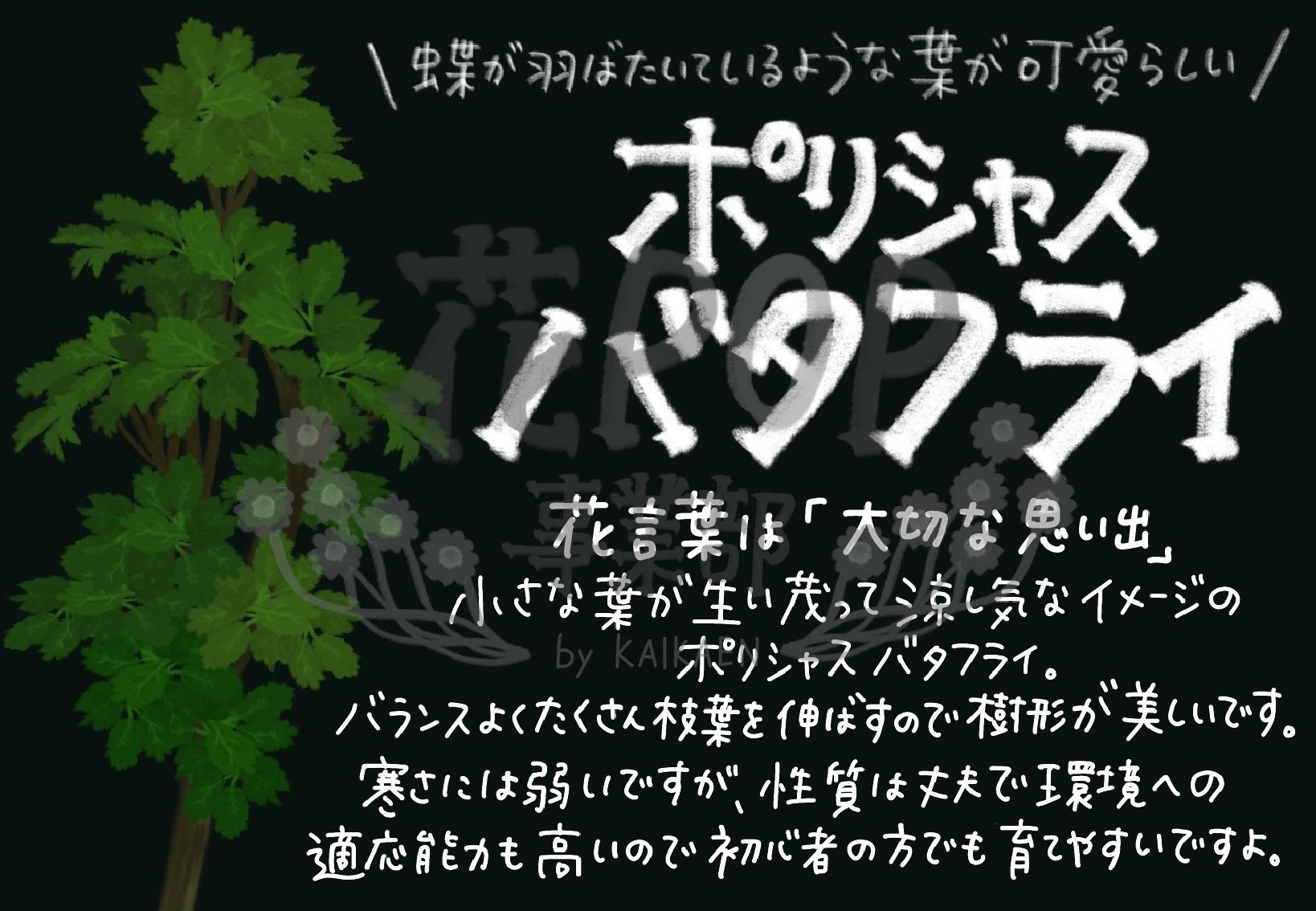 ポリシャス バタフライ 花pop事業部 ポリシャス バタフライ 花pop事業部