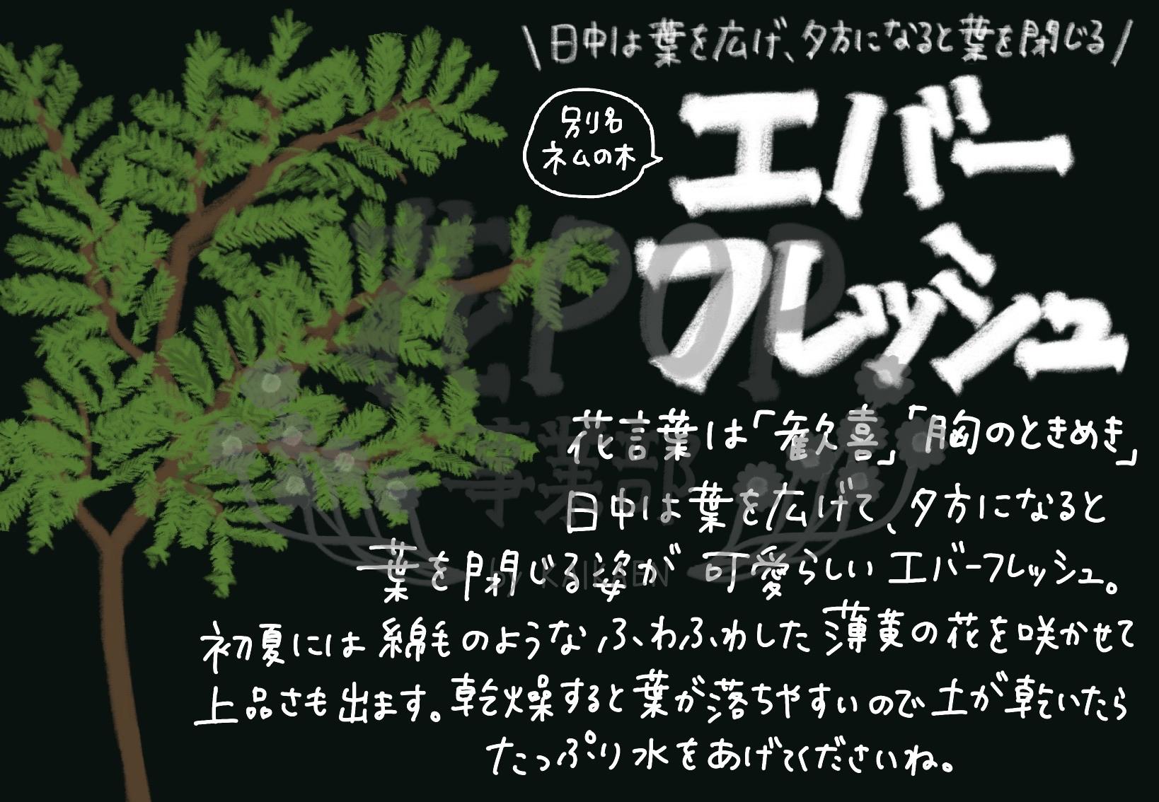 エバーフレッシュ 花pop事業部 エバーフレッシュ 花pop事業部