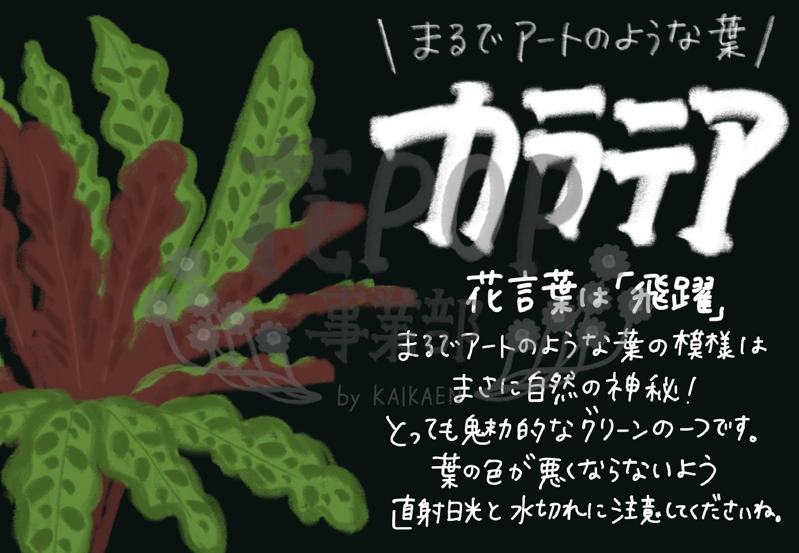 カラテア 花pop事業部 カラテア 花pop事業部