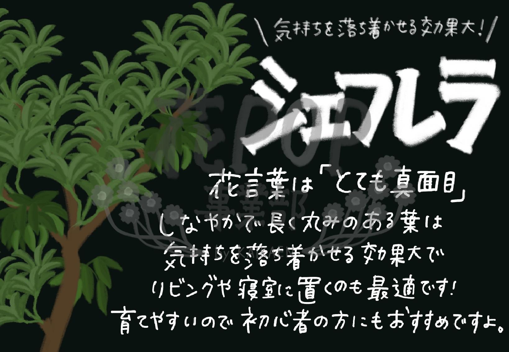 シェフレラ 花pop事業部 シェフレラ 花pop事業部