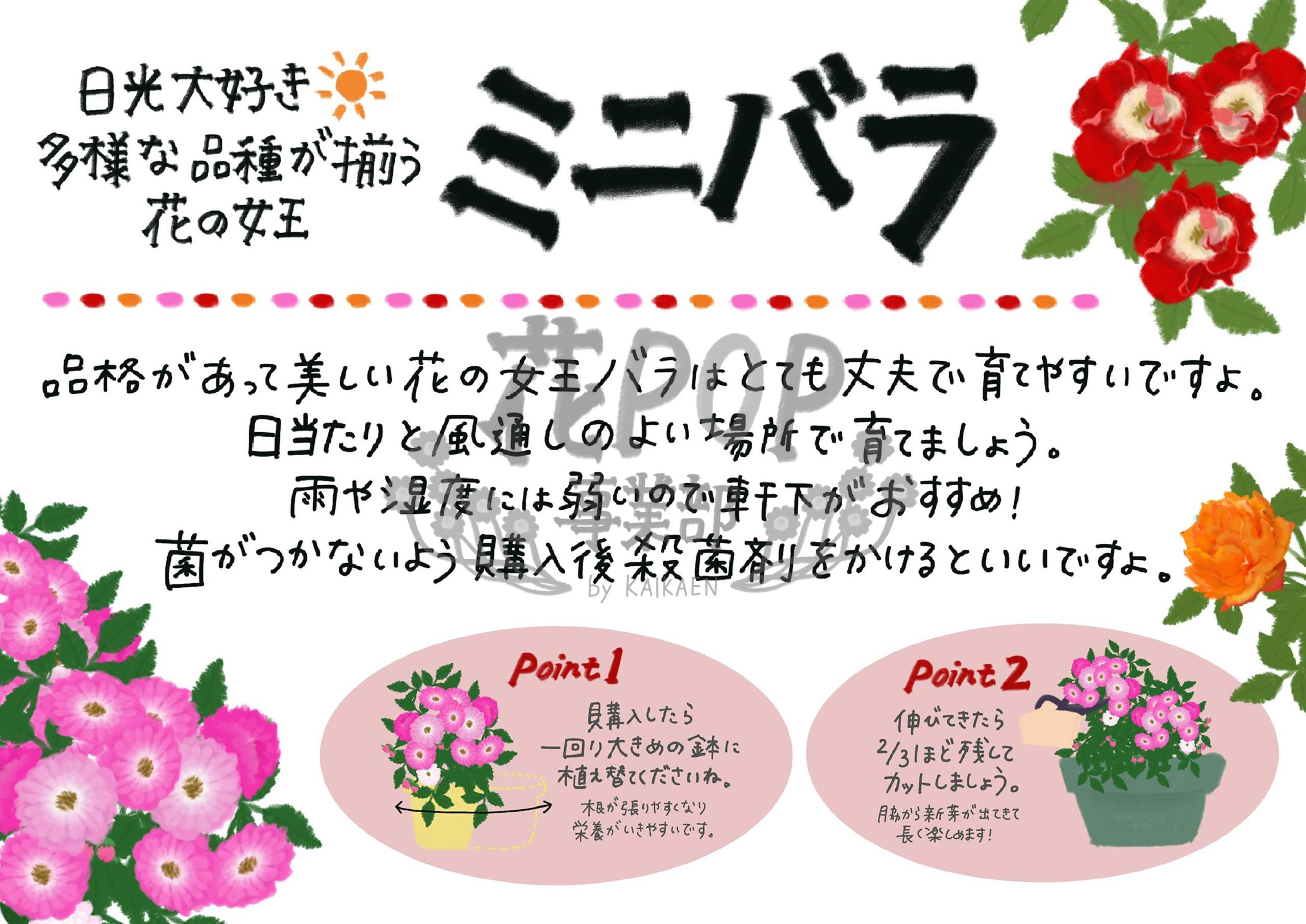 花pop事業部 花pop事業部