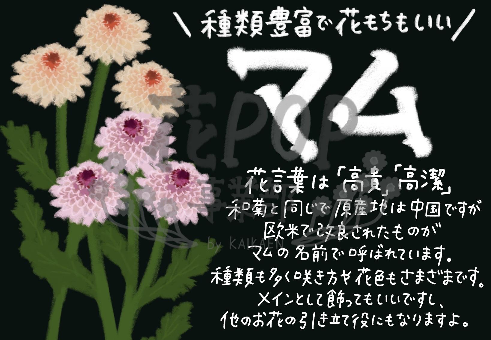 マム 花pop事業部 マム 花pop事業部