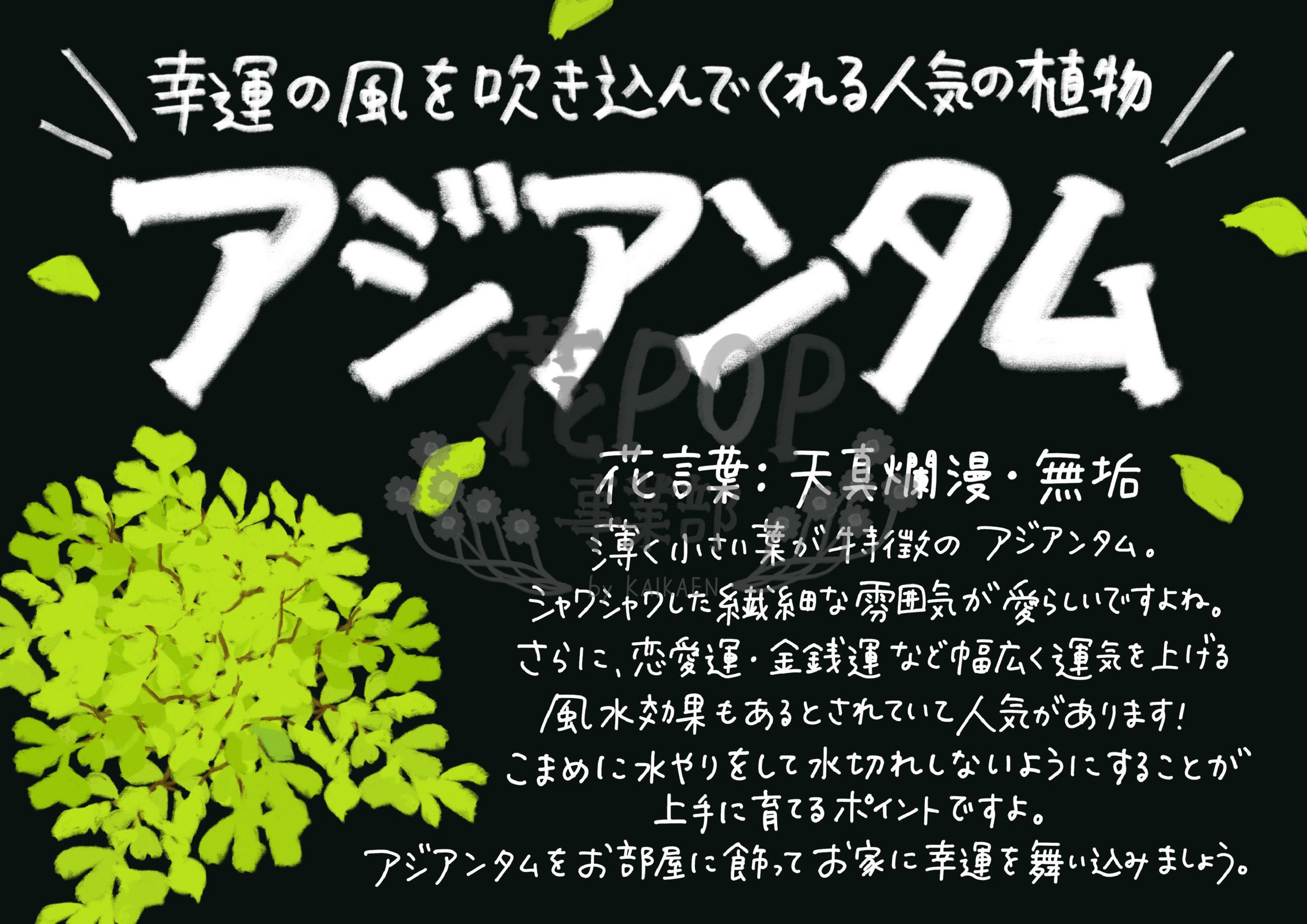 アジアンタム 花pop事業部 アジアンタム 花pop事業部