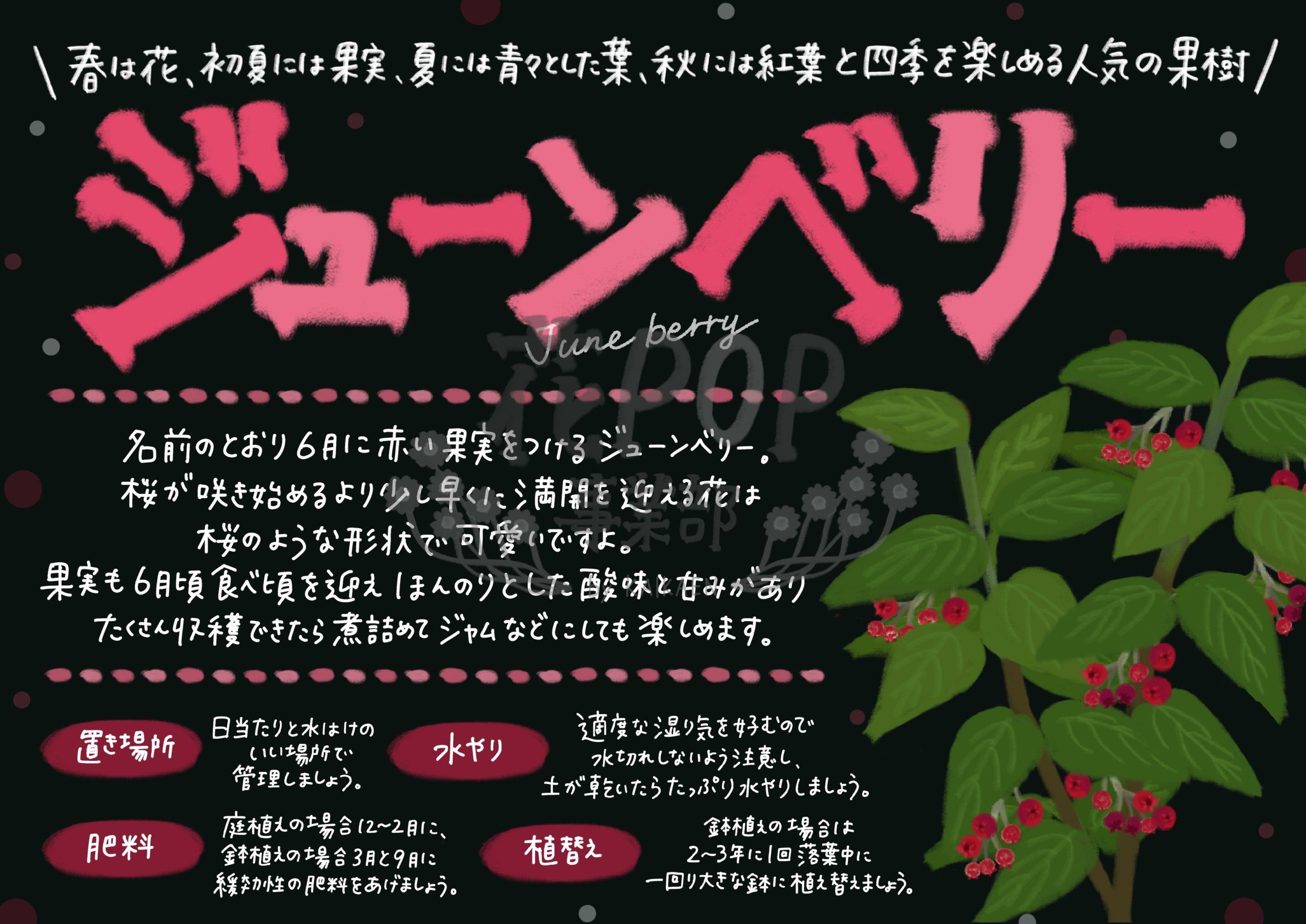 ジューンベリー 花pop事業部 ジューンベリー 花pop事業部