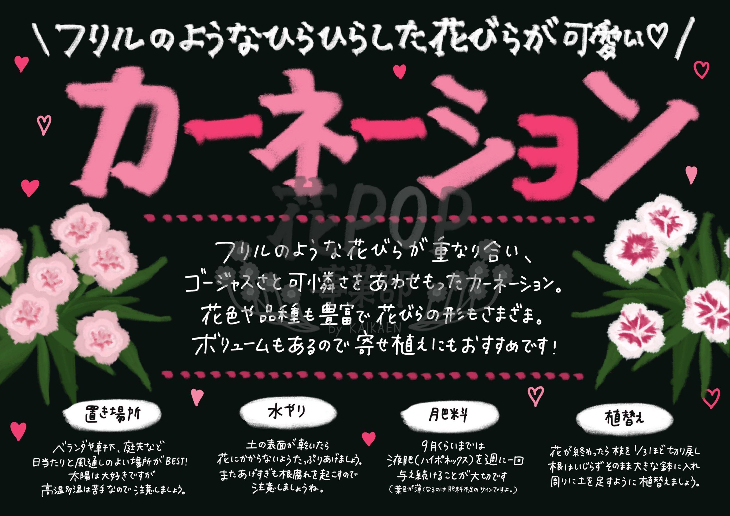 カーネーション 花pop事業部