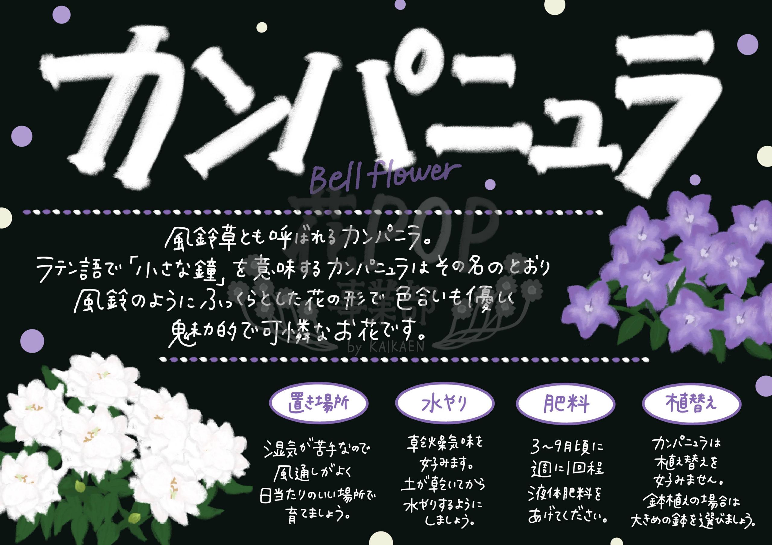 カンパニュラ 花pop事業部 カンパニュラ 花pop事業部